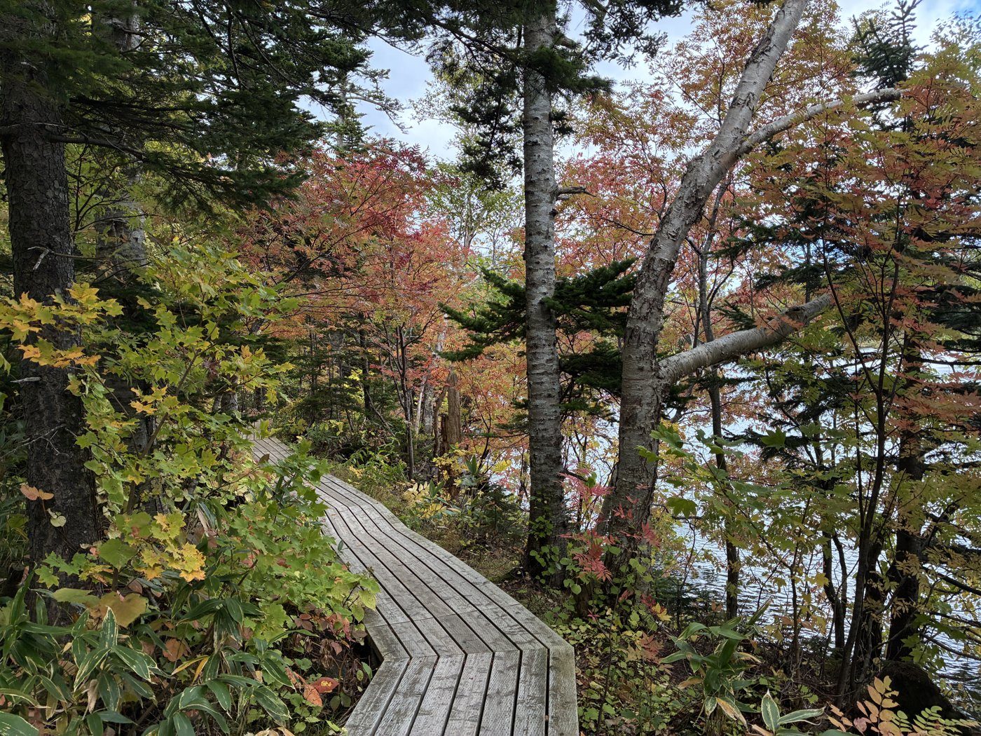 Walking the boardwalk at Himenuma.