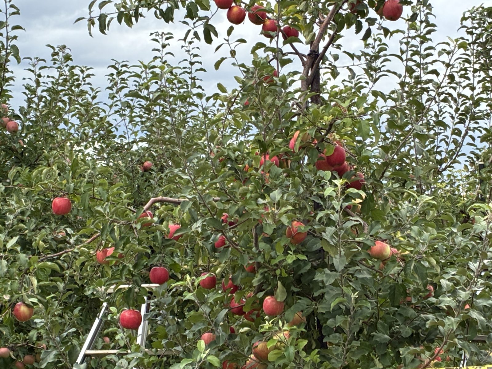 Apples growing on a tree