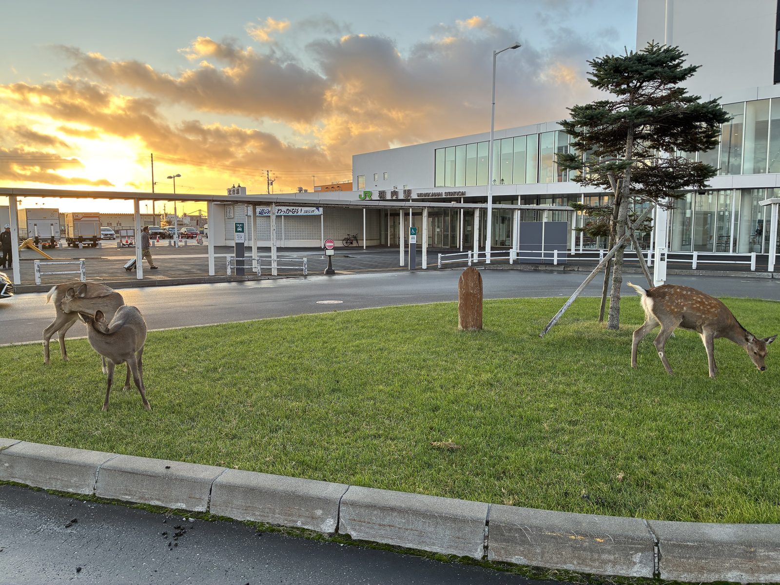 Deer outside Wakkanai Station at sunrise